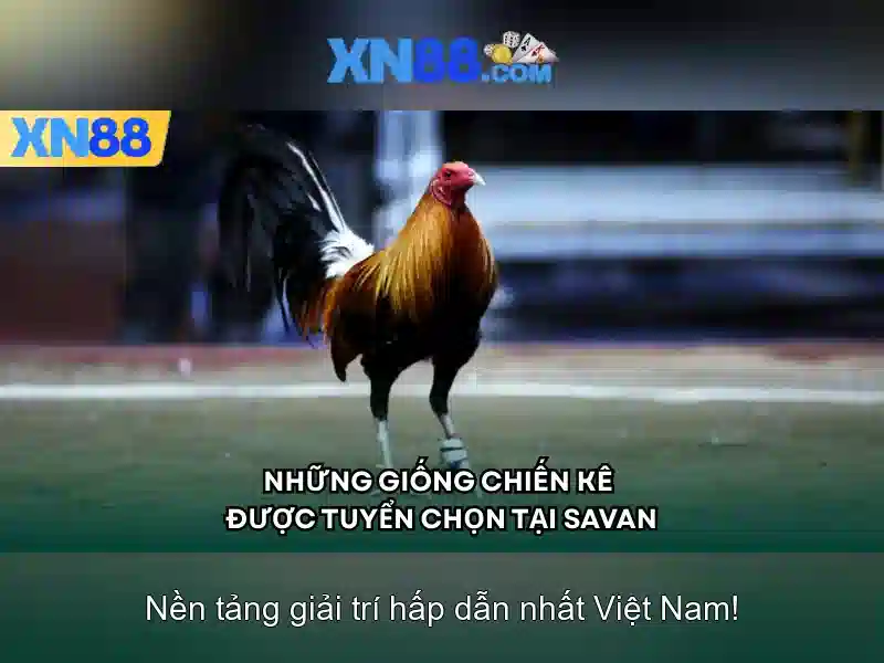 💎nhà cái 33 win💎 💎nhà cái 33 win💎